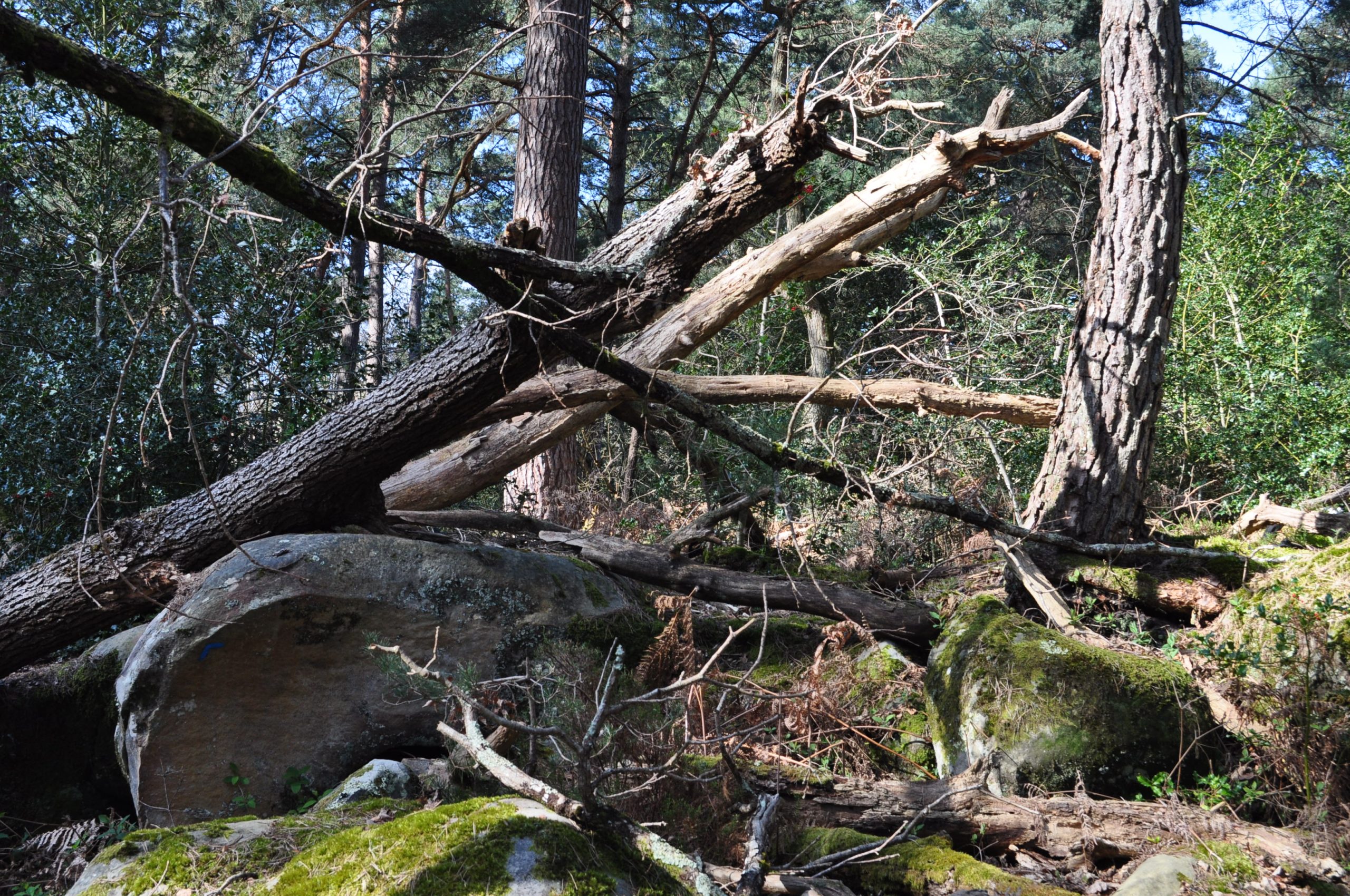 Forêt de Fontainebleau, France